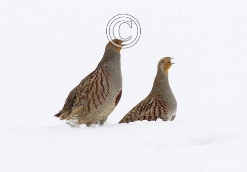 Pair Grey Partridge in the Snow  DM1405